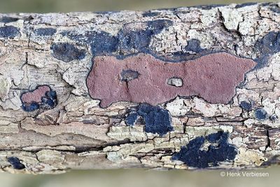 Hypoxylon petriniae - Vlakke Essenkogelzwam 2.JPG