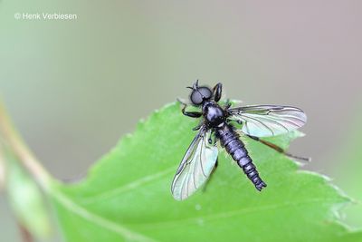Bibionidae - Zwarte Vliegen