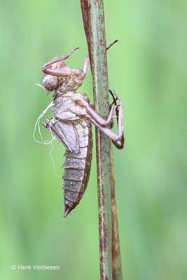 Libellula quadrimaculata - Viervlek 14.JPG