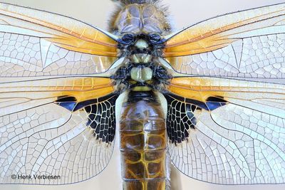 Libellula quadrimaculata - Viervlek 8.JPG
