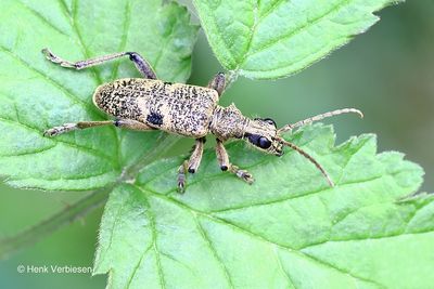 Cerambycidae - Boktorren