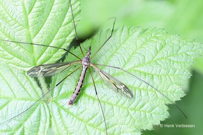 Tipulidae - Langpootmuggen