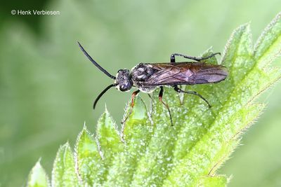 Tenthredinidae - Echte Bladwespen
