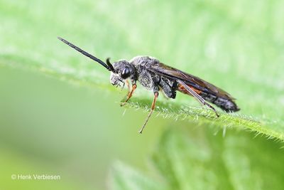 Tenthredinidae - Echte Bladwespen