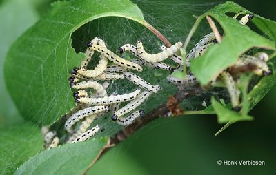 Yponomeutidae - Spinselmotten