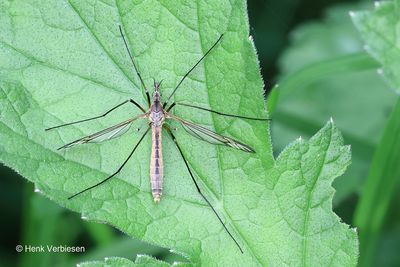 Tipulidae - Langpootmuggen