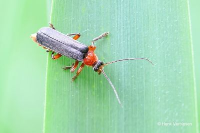 Cantharidae - Weekschildkevers