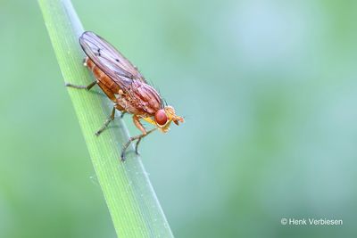 Sciomyzidae - Slakkendodende Vliegen