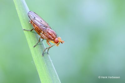 Sciomyzidae - Slakkendodende Vliegen