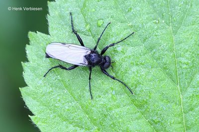 Bibionidae - Zwarte Vliegen