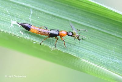 Other Beetles