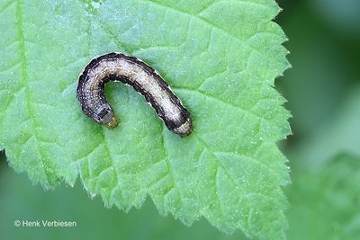 Noctuidae - Uilen