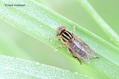 Syrphidae - Zweefvliegen