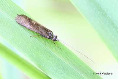 Hydropsychidae - Leptoceridae - Limnephilidae