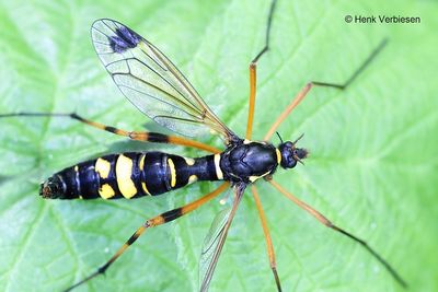Tipulidae - Langpootmuggen