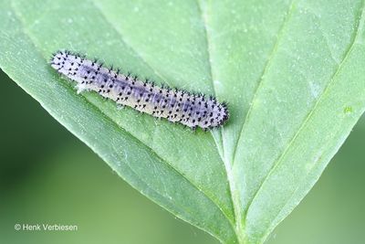 Tenthredinidae - Echte Bladwespen