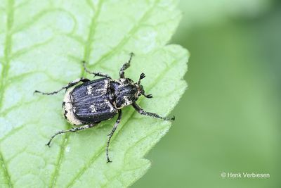 Scarabaeidae - Bladsprietkevers