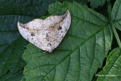 Drepanidae - Eenstaartjes