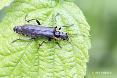 Cantharidae - Weekschildkevers