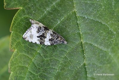 Tortricidae - Bladrollers