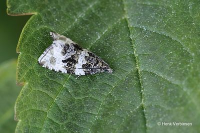 Tortricidae - Bladrollers