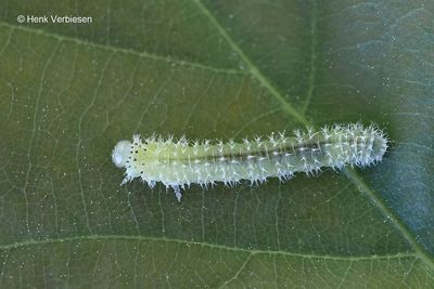 Tenthredinidae - Echte Bladwespen