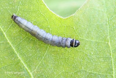 Tortricidae - Bladrollers