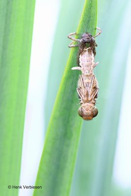 Libellulidae - Korenbouten