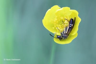 Tenthredinidae - Echte Bladwespen