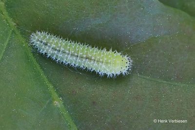 Tenthredinidae - Echte Bladwespen