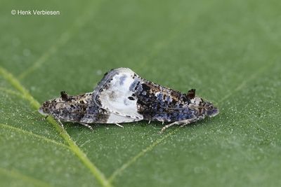 Tortricidae - Bladrollers