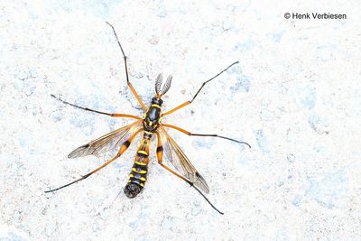 Tipulidae - Langpootmuggen
