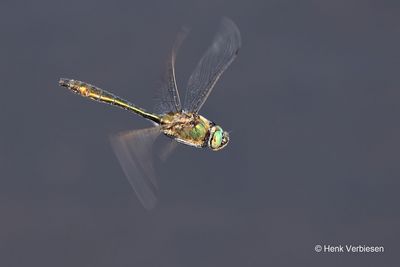 Corduliidae - Glanslibellen