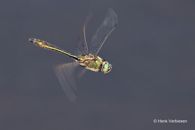 Corduliidae - Glanslibellen