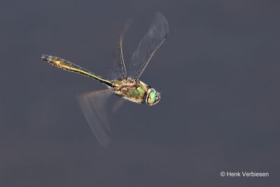 Corduliidae - Glanslibellen