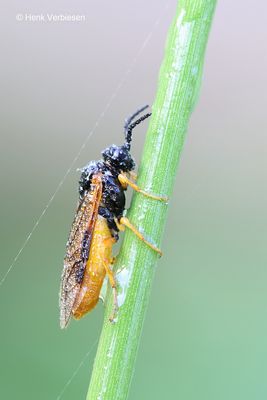 Tenthredinidae - Echte Bladwespen