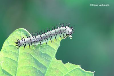 Tenthredinidae - Echte Bladwespen