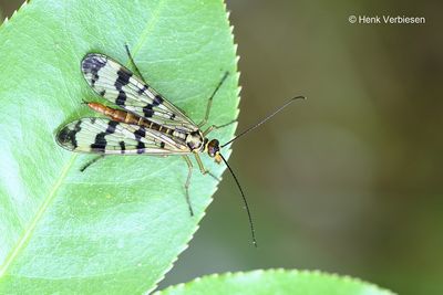 Panorpidae - Schorpioenvliegen