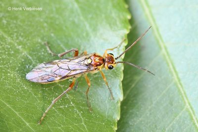 Tenthredinidae - Echte Bladwespen
