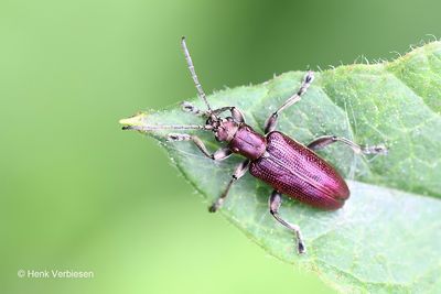 Chrysomelidae - Bladhaantjes