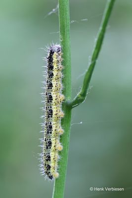 Pieridae - Witjes