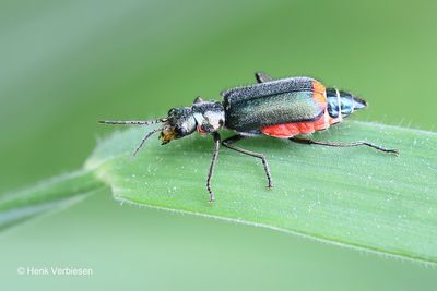 Other Beetles