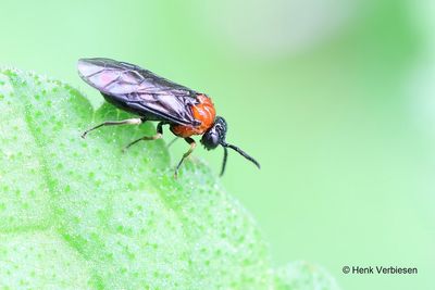 Tenthredinidae - Echte Bladwespen