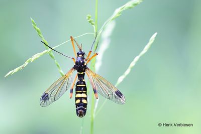 Tipulidae - Langpootmuggen