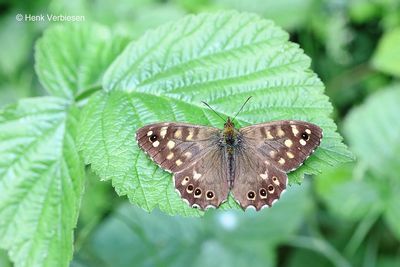 Nymphalidae - Aurelia's