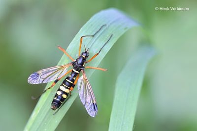 Tipulidae - Langpootmuggen