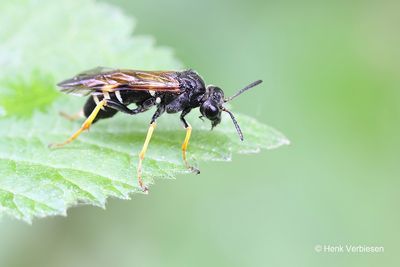 Tenthredinidae - Echte Bladwespen