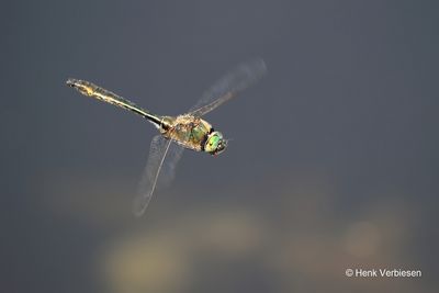 Corduliidae - Glanslibellen