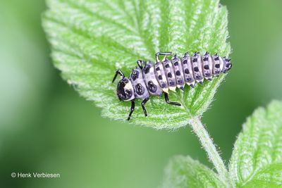 Coccinellidae - Lieveheersbeestjes