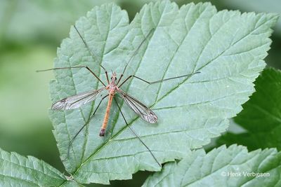 Tipulidae - Langpootmuggen